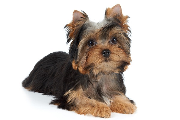 Buy Yorkshire Terrier Puppy in Singapore